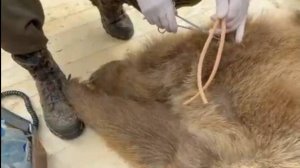 Взятие крови у медведей