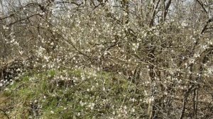 16--03--2025  ПРОГУЛКА   (33)