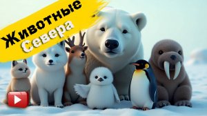 Животные севера| Учим полярных животных| Животные которые живут на севере