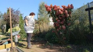 / Дачная хроника - 2025 /