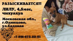 Пропала собака! ЛИЛУ, 4,5 мес, чихуахуа. Московская обл., г.Одинцово.