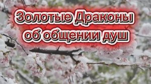 Золотые Драконы об общении душ 16.06.2025г (55 Послание)