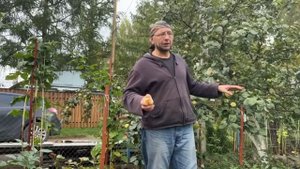 ШКОЛА САДОВОДОВ ОЛЕГА ВАЛЕНЧУКА: КАК БОРОТЬСЯ С ПАРШОЙ НА ЯБЛОКАХ И ГРУШАХ