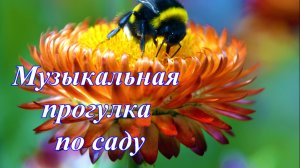 Музыкальная прогулка по моему саду