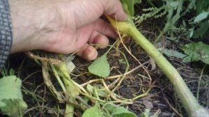 Вчерашний обзор ЕСТЕССТВЕННОГО ДОПОЛНИТЕЛЬНОГО укоренения тыквы