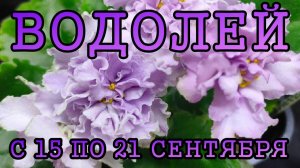 ВОДОЛЕЙ таро прогноз на неделю с 15 по 21 СЕНТЯБРЯ 2025 года.