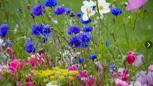 Полевые цветы.    Поль де Сенневиль (Paul de Senneville)