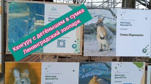 Кенгуру с детёнышем в сумке. Ленинградский зоопарк