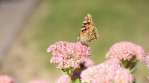 🦋 Буйство жизни на цветах в последние жаркие дни