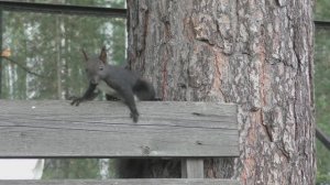 Бельчонок Уголек.