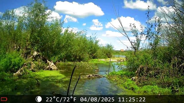 Фотоловушка неделя на зарастающем берегу реки