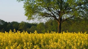 Расслабляющая музыка для снятия стресса, медитации, сна, расслабления, исцеления