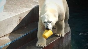 Белому медведю Каю сбросили все игрушки с полки, но Кай подумал и вернул желтый поплавок обратно!