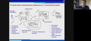 Верхоглазенко В.Н. Становление и развитие рефлексивной самоорганизации в методологическом подходе
