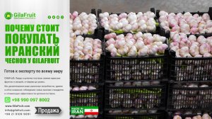 Почему стоит покупать иранский чеснок у GilaFruit?