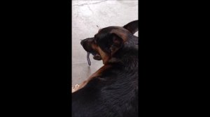 Собака. Том