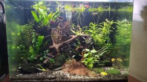 утреннее кормление рыбок