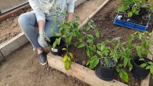 Высадка рассады. Заправляем грядки. Схема посадки томатов и перца. Что делать с переросшей рассадой?