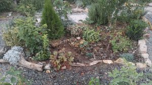 Начинаю пересаживать клумбы во дворике