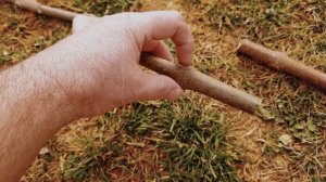 Павловния ТОМЕНТОЗА  вторая серия