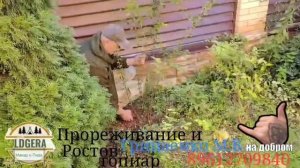 Японский сад,Английский сад,Прованский сад,Регулярный сад.Прореживание(Сукаси)