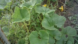 Вчерашняя срезка тыквы - вероятно что это сорт "Богатырская сила"