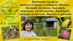 Залетели на дачу полить огурцы, собрать яблоки. Урожай поганок,тыковка,перчики,патиссончик,барбарис