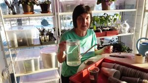 №1 Первые посадки 2025! Сеем правильно сладкий перец. Качественная рассада легко и просто.