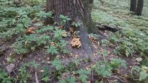 ЛЕТО, НЕ СПЕШИ УХОДИТЬ