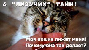 Stop! Моя кошка лижет меня! 6 причин для беспокойства (или нет?)