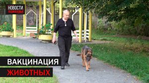 В Подольске каждый желающий бесплатно может привить домашнее животное // 360 Подольск