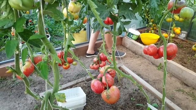 Обзор Минусинских сортов томатов в теплице. Сезон 2022. 12 августа. смотреть онлайн