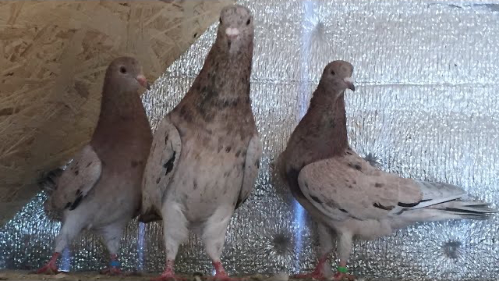 Минералка для голубей только из натуральных элементов, обеспечивающих здоровье голубей! смотреть онлайн