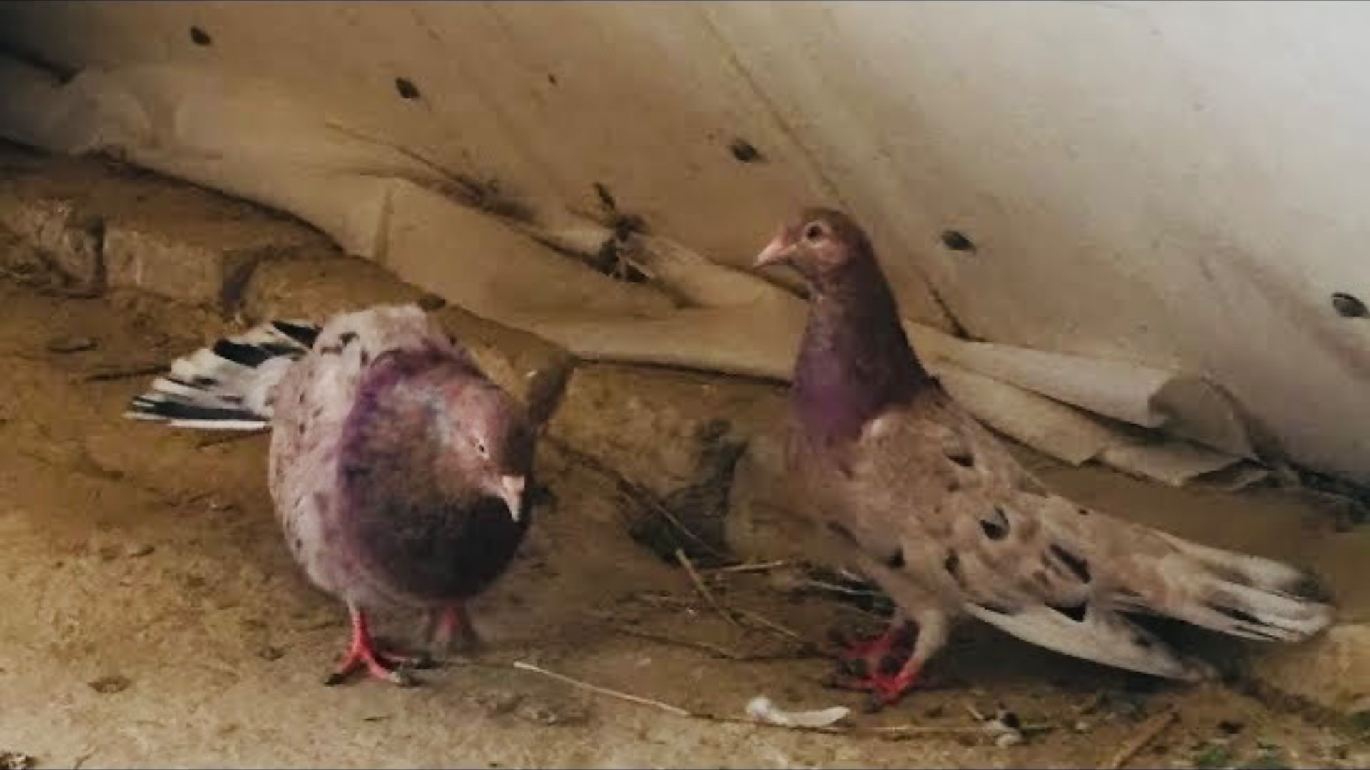 Бакинские голуби, молодежь: Первые тренировки голубей! Baku Pigeons. The first training of pigeons! смотреть онлайн