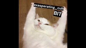 exasperating_cult - bit