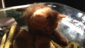 _Я НА СОЛНЫШКЕ ЛЕЖУ_