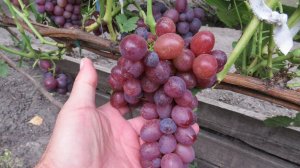 20.08.2025. Виноград МАША в г. Липецке.