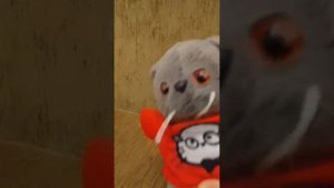 повторяем за сиулетом Басятки