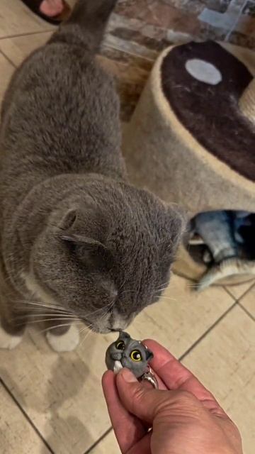 Марсюша в восторге от подарка 🐱 смотреть онлайн