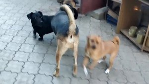 Вечера стали более прохладными, но это не мешает нашим хвостикам резвится. Сегодня дует прохладный в