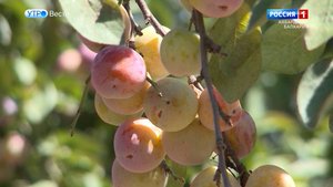 В КБР собрали рекордный урожай фруктов и ягод