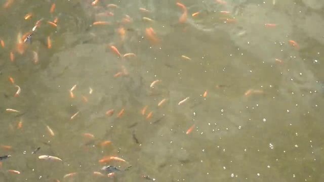 много рыбы в водоеме + смотреть онлайн