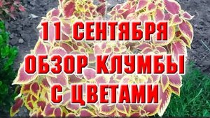 11 сентября. Обзор клумбы с цветами