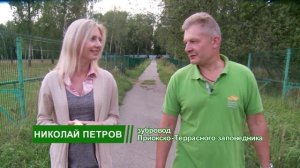 Календарь зубров - июль