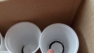 Собрала семена. Как их буду хранить