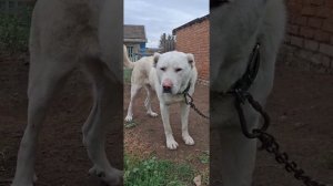 кавказские волкодавы.  10.09.2025. общий обзор