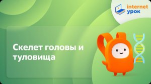 Скелет головы и туловища. Видеоурок по биологии 8 класс