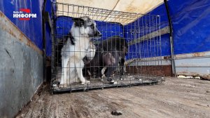 Собак из БФ «Ушастик, живи» перевозят во временный муниципальный приют