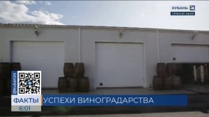 На юге России собрали более 100 тыс. тонн винограда