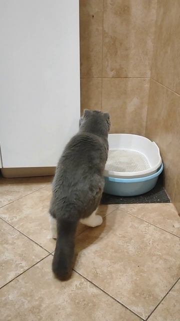 Марсик ловит муху 🐱 смотреть онлайн